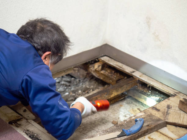 Best Home Mold Removal  in Ashaway, RI