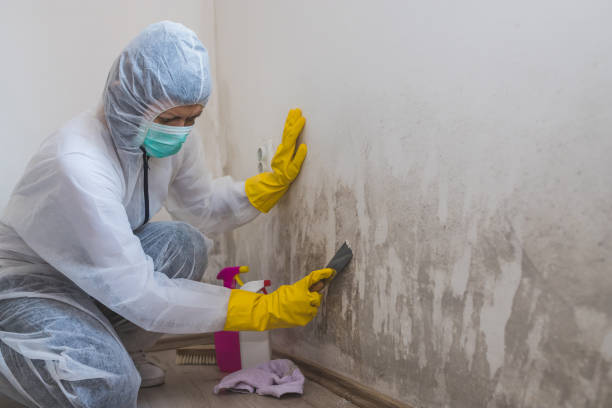 Best Professional Mold Removal  in Ashaway, RI