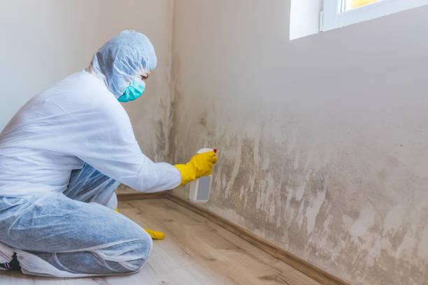 Best Attic Mold Removal  in Ashaway, RI