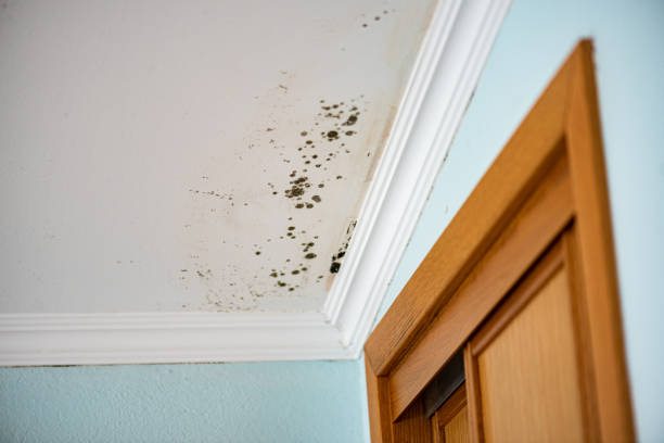 Best Mold Inspection  in Ashaway, RI