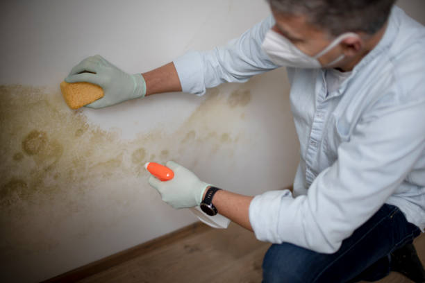 Ashaway, RI Mold Removal Company