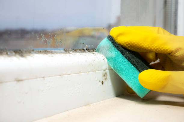 Best Mold Testing  in Ashaway, RI