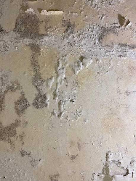 Best Mold Remediation  in Ashaway, RI