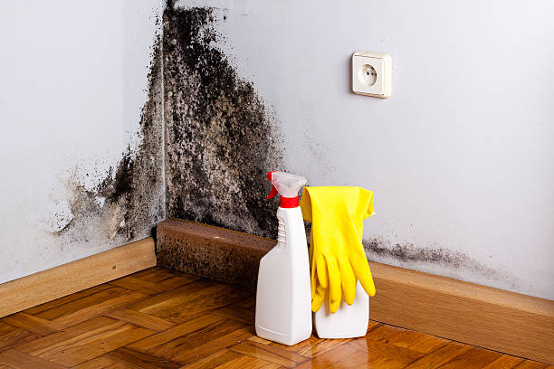 Best Local Mold Removal Service  in Ashaway, RI