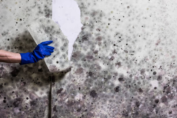 Best Toxic Mold Removal  in Ashaway, RI