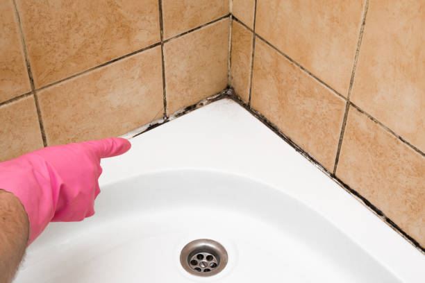 Best Commercial Mold Removal  in Ashaway, RI