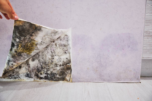 Best Mold Damage Repair  in Ashaway, RI